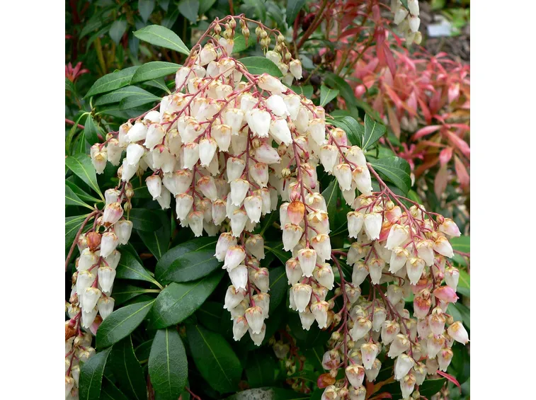 Foglie e fiori di Pieris japonica