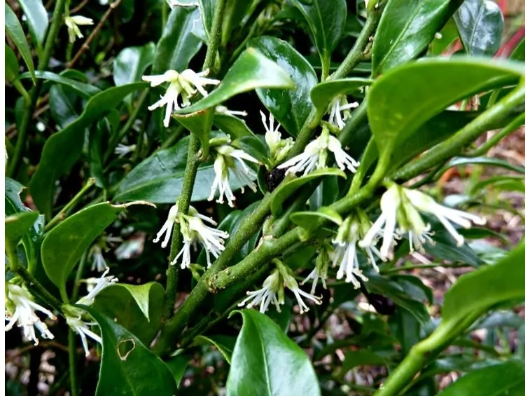 Foglie e fiori di Sarcococca