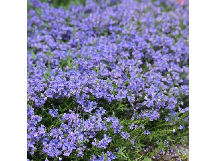 Fiori della pianta di Hebe