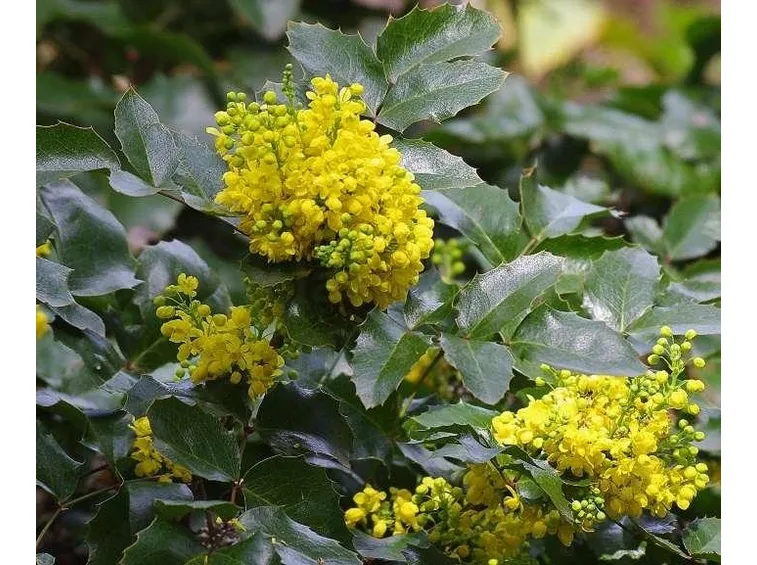 Infiorescenze e fogliame di Mahonia