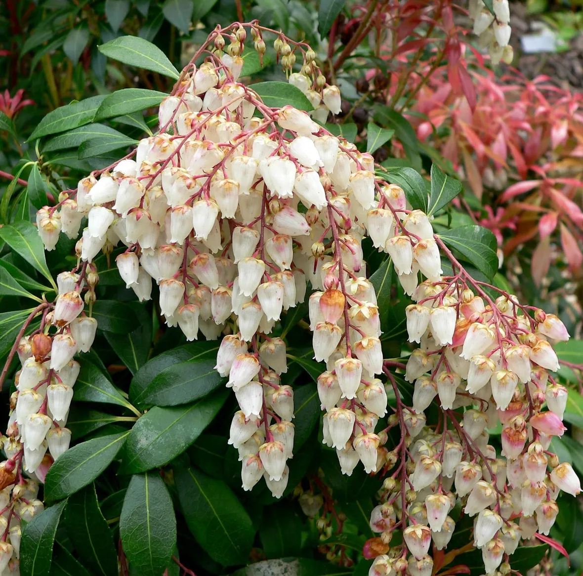 Foglie e fiori di Pieris japonica