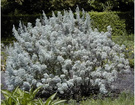 Un esemplare di artemisia arborescens