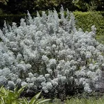 Un esemplare di artemisia arborescens