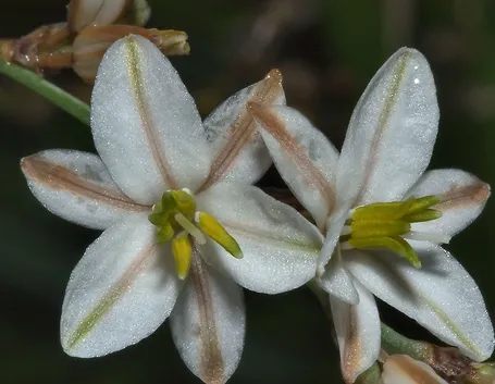 Fiore asfodelo