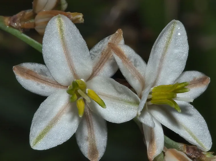 Fiore asfodelo