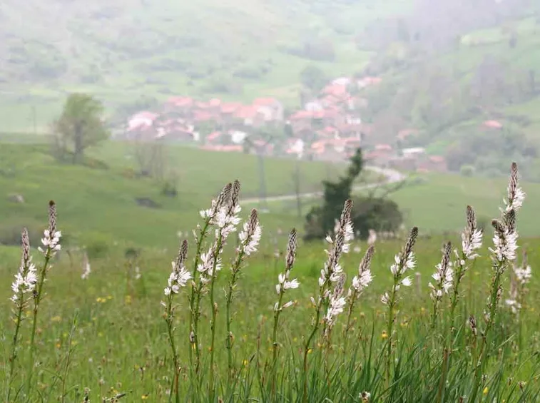 Campo piante asfodelo