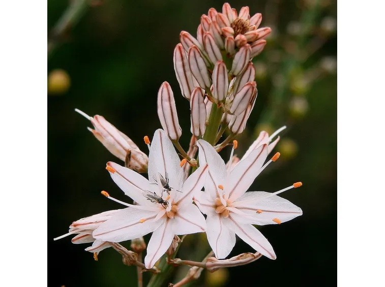 Fiore variegato asfodelo