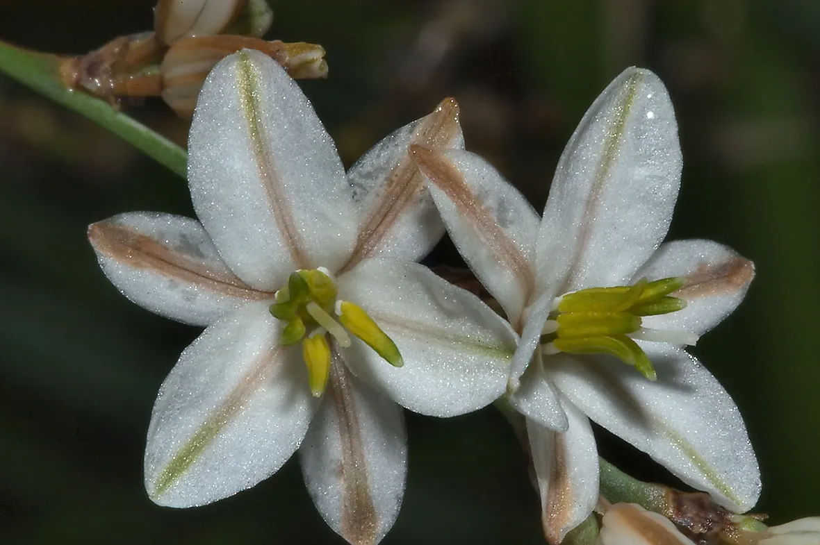 Fiore asfodelo
