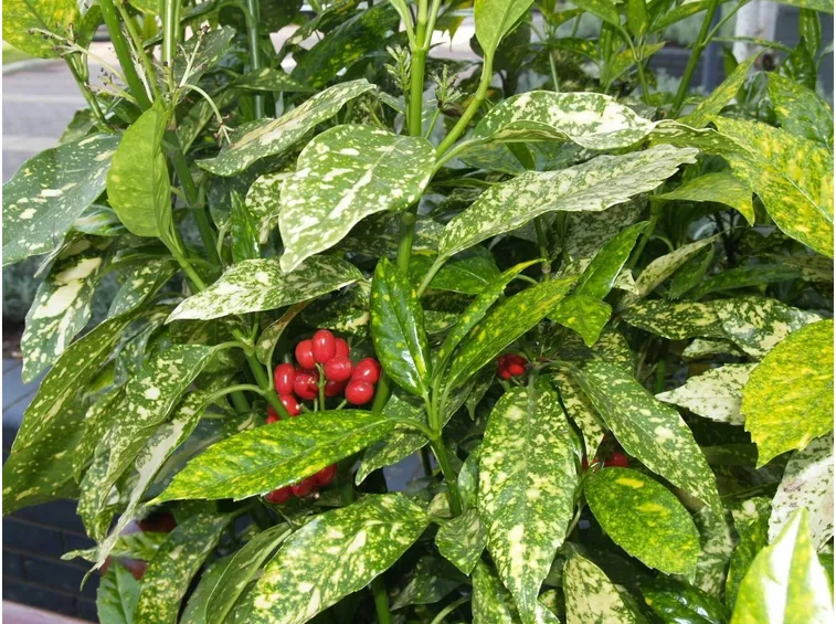 Aucuba