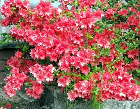 Azalea
