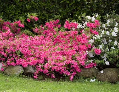 annaffiare Azalea