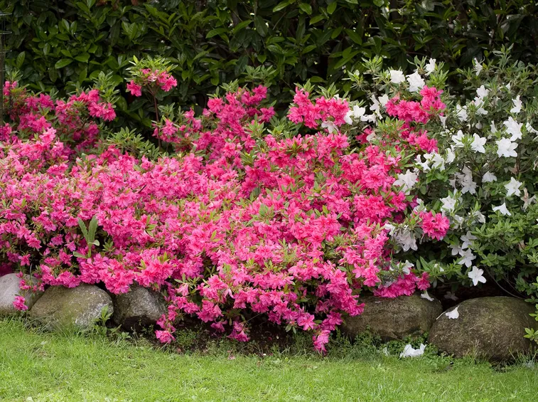 annaffiare Azalea