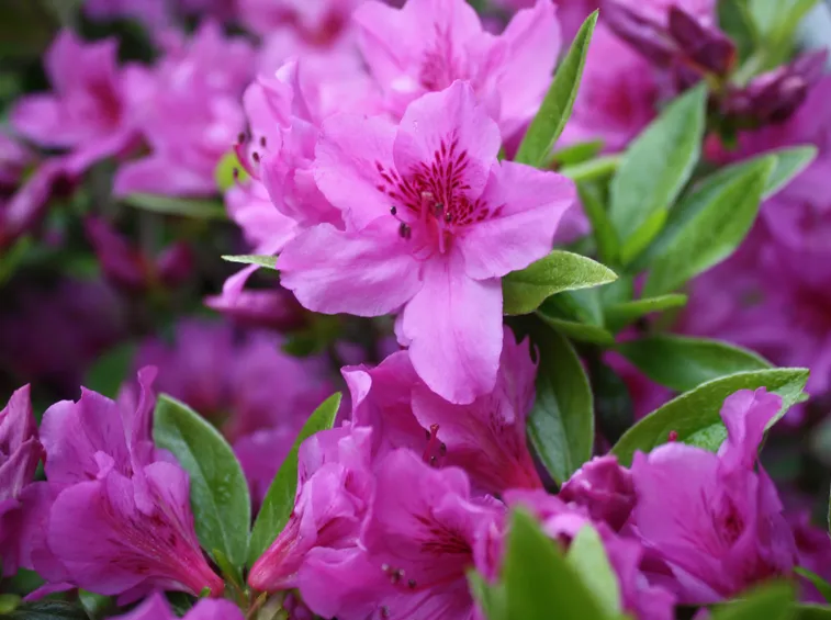 fiori azalea
