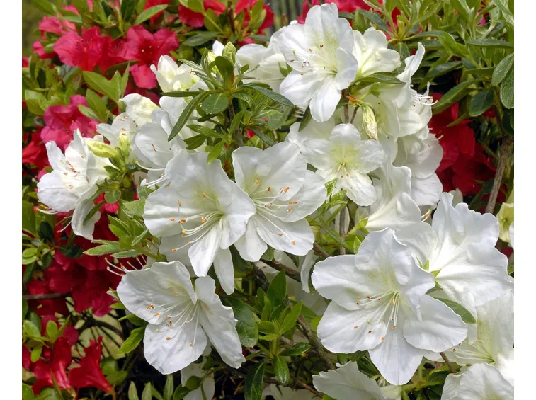 Parassiti azalea