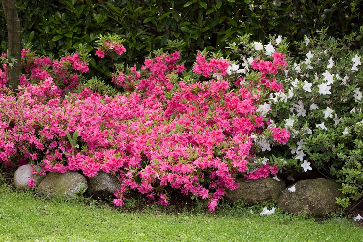 annaffiare Azalea