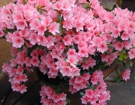 Un bellissimo esemplare di azalea dai fiori rosa