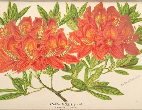 Illustrazione botanica dell'azalea mollis