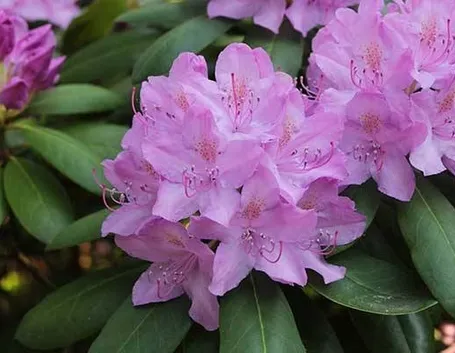 fiore di azalea