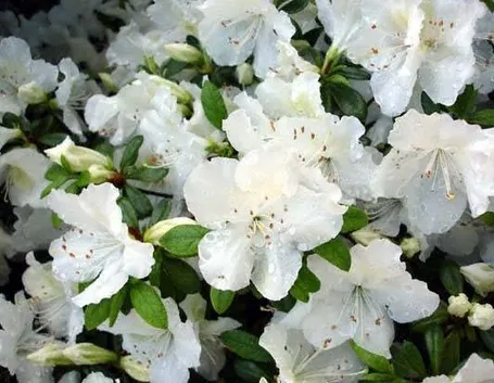 Azalea bianca