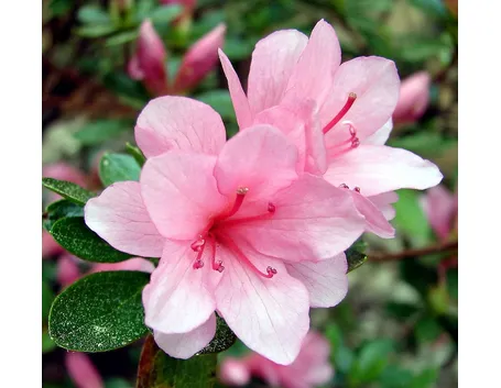 Germogli di azalea