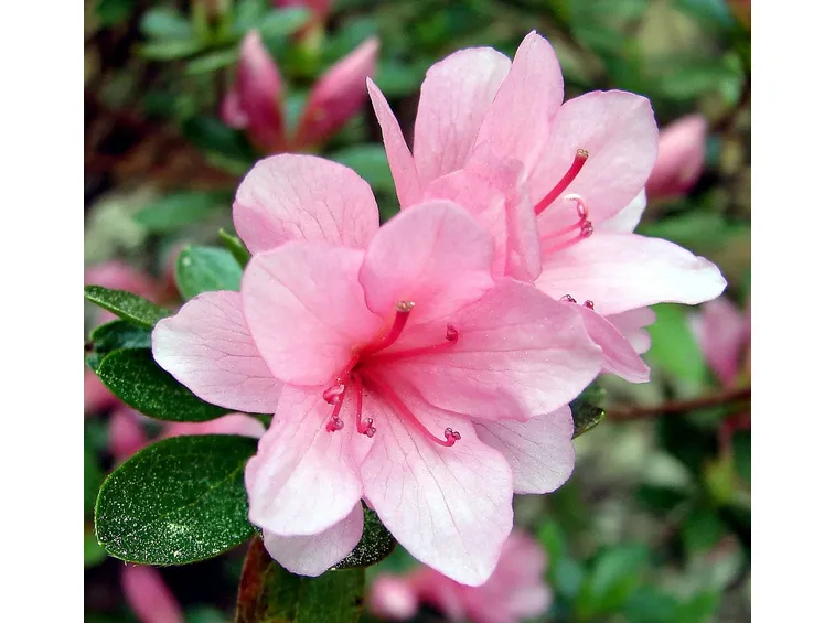 Germogli di azalea