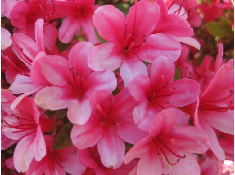 Esemplare di azalea
