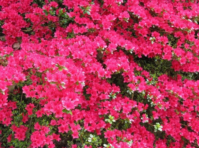 Azalea in fioritura