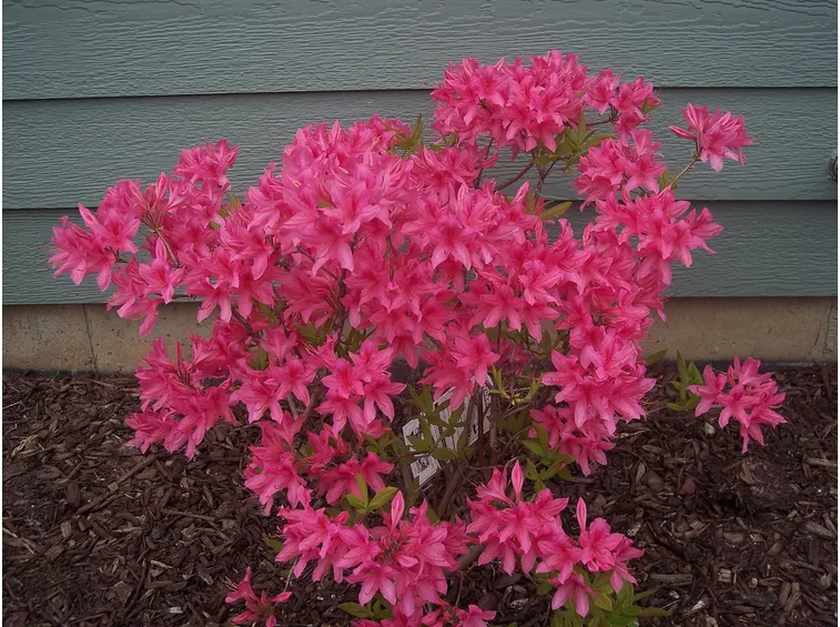 Azalea in giardino