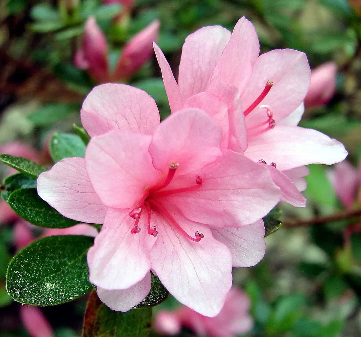 Germogli di azalea