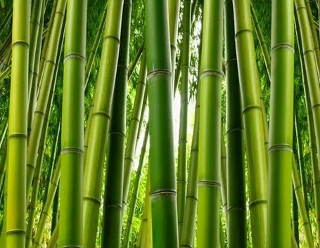 Canne di bambu