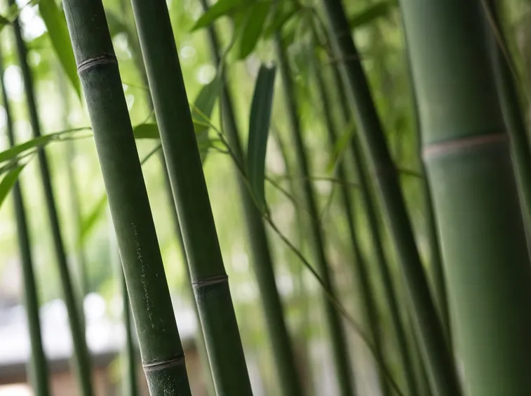 Canne di bambu