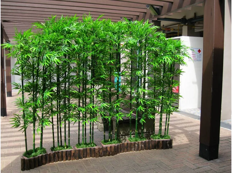 Piante di bamboo in vaso