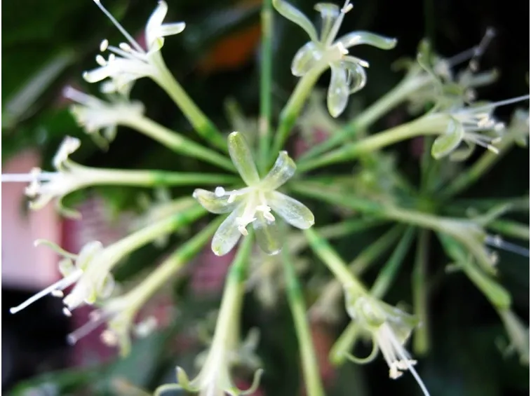 I fiori di una particolare specie di bambu giapponese
