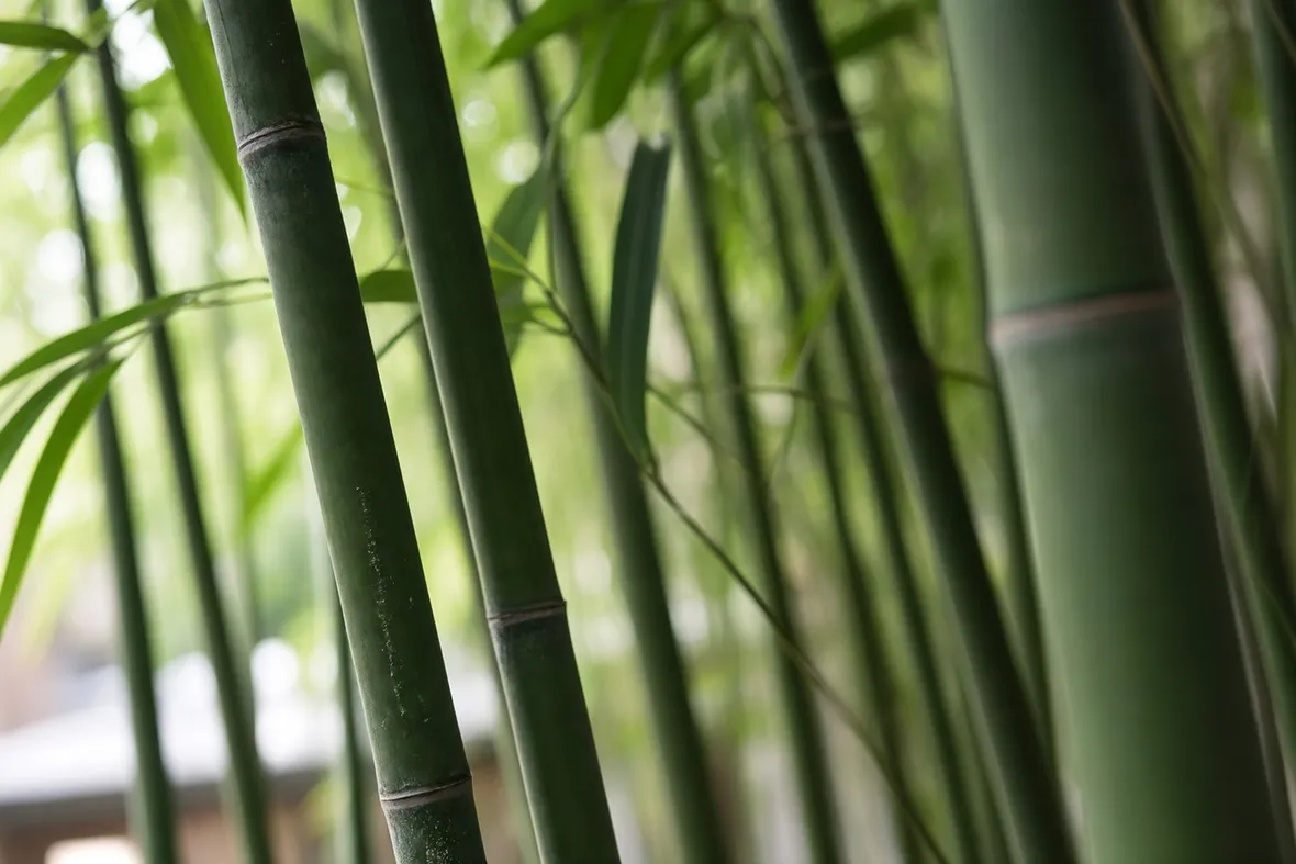 Canne di bambu