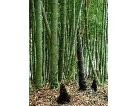 bambu1