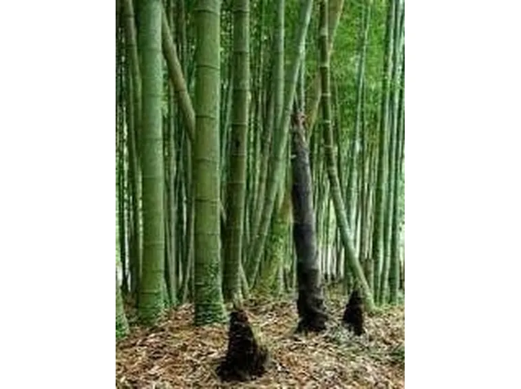 bambu1