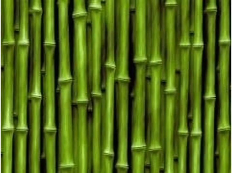 bambu4