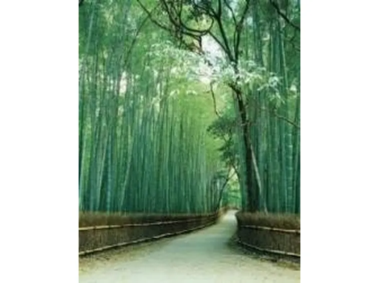 bambu2