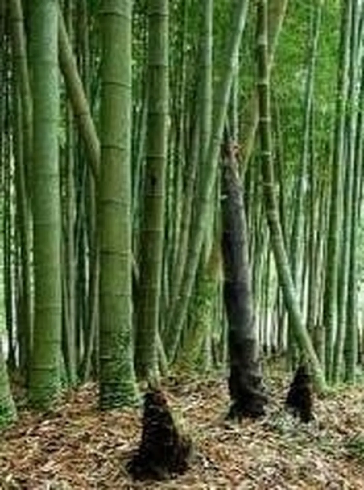 bambu1