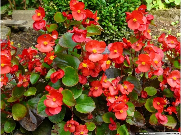 Begonia semperflorens