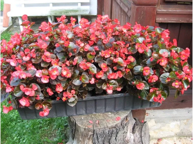 Begonia semperflorens in vaso