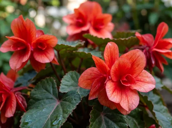 Ibrido di begonia tuberosa