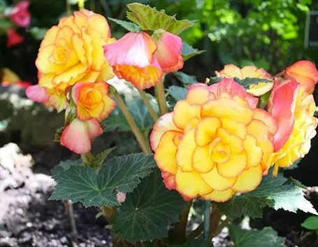 Ibrido di begonia tuberosa