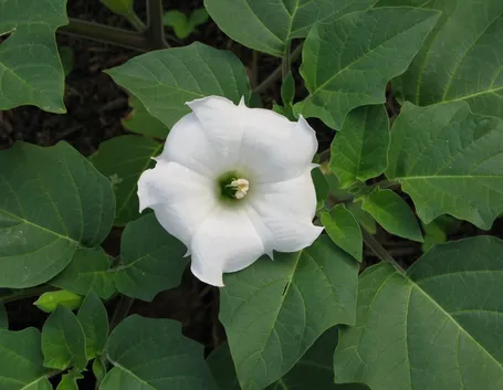 Bella notte fiore