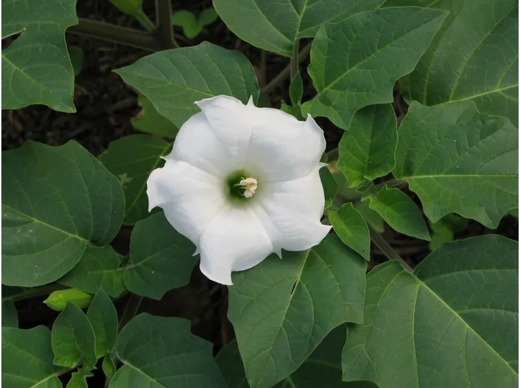 Bella notte fiore