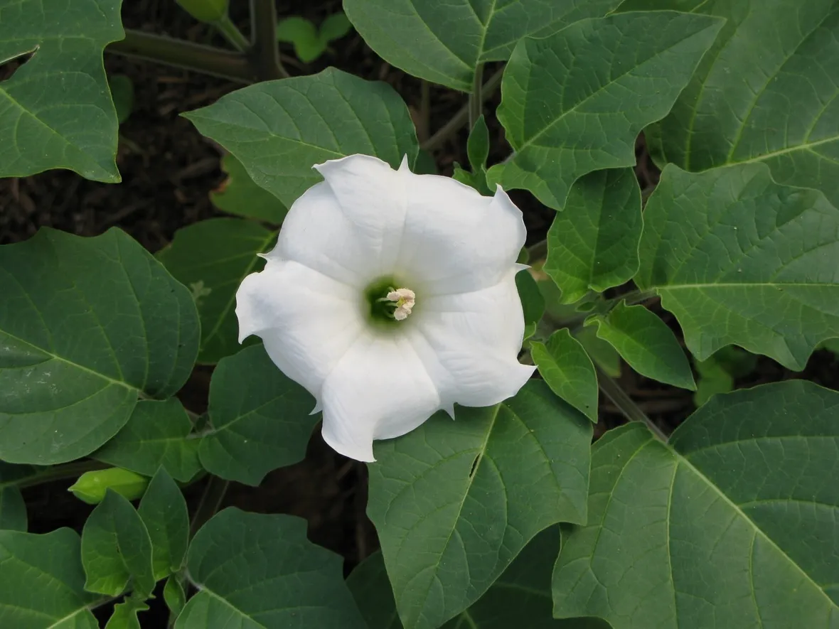 Bella notte fiore