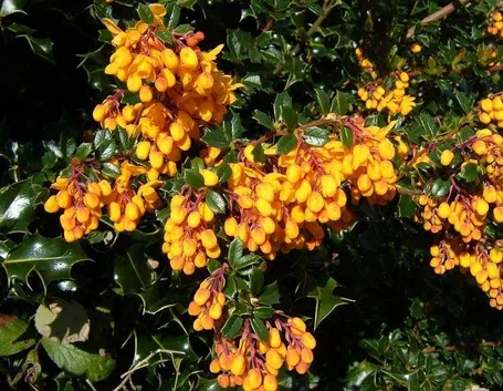 fiori berberis