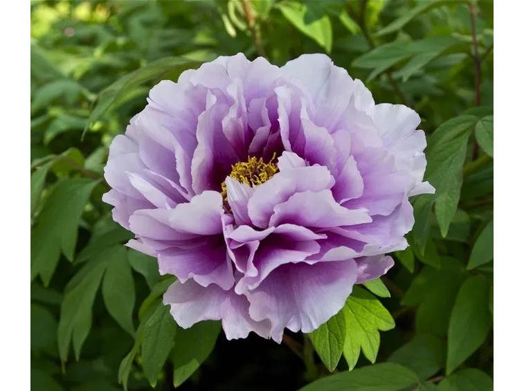 Bellissima peonia viola