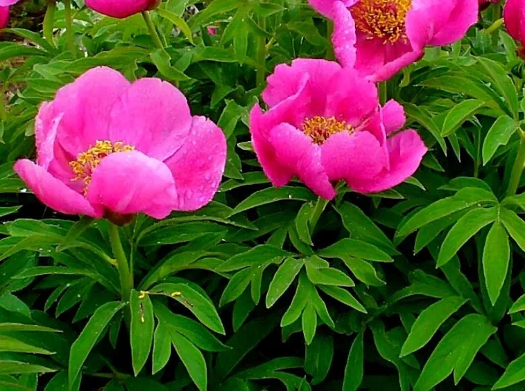 Piante di peonia officinalis