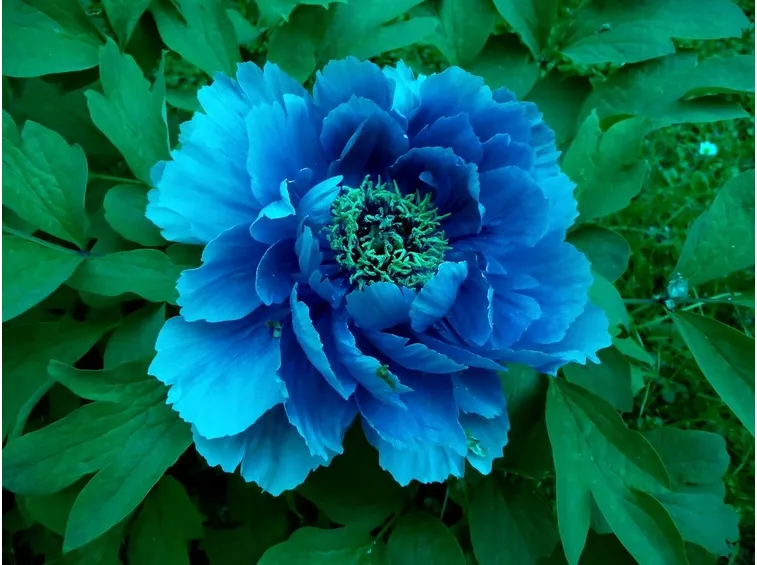 Bellissima peonia blu